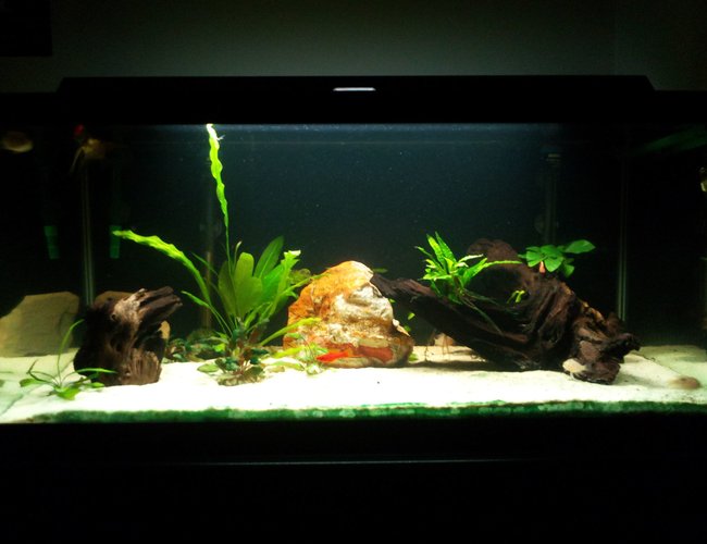 40 gallons planted tank (mostly live plants and fish) - This is my 40 gallon (breeder) planted freshwater tank. 40 gallons planted tank (mostly live plants and fish) - This is my 40 gallon (breeder) planted freshwater tank.