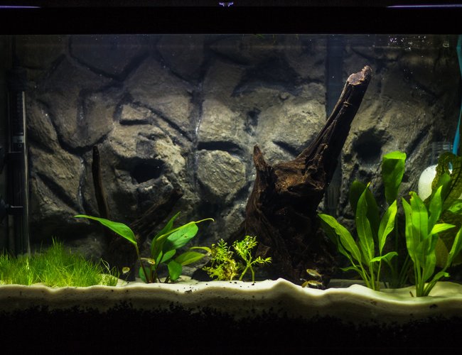 20 gallons planted tank (mostly live plants and fish) - I have been working on this tank step by step for several weeks now, and it is finally starting to take shape. It is a 20 gallon tall, with a homemade 3D cement background. I am using Eco-Complete for my bottom substrate (1.5 inches), topped with Quikrete Medium Commercial Grade sand (1.5 inches). After all the decorations, substrate, and background, the tank fills at 13-14 gallons. I'm running an Aquaclear 50 HOB filter, with peat-moss added in the filtration system to bring down my pH. I've equipped an ViaAqua 100-Watt Quartz Glass heater, set to about 78 F. I've decorated with Malaysian drift wood as my centerpiece, with a second piece of smaller driftwood from my LFS. I built my own CO2 injector, powered by Yeast and a sugar water mixture for food. I anticipate the mixture to supply about 2 weeks of CO2 per batch. I am ultimately designing this tank for German Blue Rams, living along side of Neon and Glowlight Tetras, and Nerite Snails, but I am taking it step by step slowly, as GBR's are very sensitive to water parameters and I want the tank to be perfect for them. 20 gallons planted tank (mostly live plants and fish) - I have been working on this tank step by step for several weeks now, and it is finally starting to take shape. It is a 20 gallon tall, with a homemade 3D cement background. I am using Eco-Complete for my bottom substrate (1.5 inches), topped with Quikrete Medium Commercial Grade sand (1.5 inches). After all the decorations, substrate, and background, the tank fills at 13-14 gallons. I'm running an Aquaclear 50 HOB filter, with peat-moss added in the filtration system to bring down my pH. I've equipped an ViaAqua 100-Watt Quartz Glass heater, set to about 78 F. I've decorated with Malaysian drift wood as my centerpiece, with a second piece of smaller driftwood from my LFS. I built my own CO2 injector, powered by Yeast and a sugar water mixture for food. I anticipate the mixture to supply about 2 weeks of CO2 per batch. I am ultimately designing this tank for German Blue Rams, living along side of Neon and Glowlight Tetras, and Nerite Snails, but I am taking it step by step slowly, as GBR's are very sensitive to water parameters and I want the tank to be perfect for them.