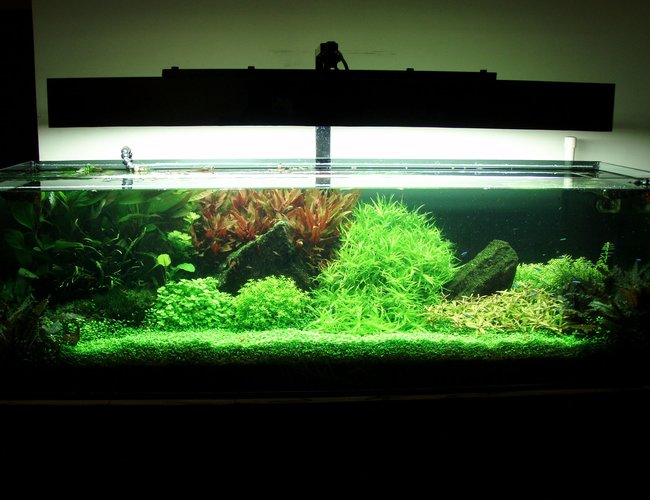 91 gallons planted tank (mostly live plants and fish) - fts.. 91 gallons planted tank (mostly live plants and fish) - fts..