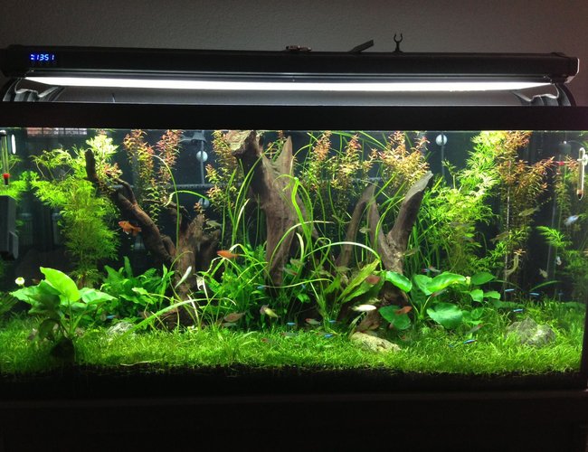 90 gallons planted tank (mostly live plants and fish) - This is a cleaner version of my previous pic! 90 gallons planted tank (mostly live plants and fish) - This is a cleaner version of my previous pic!