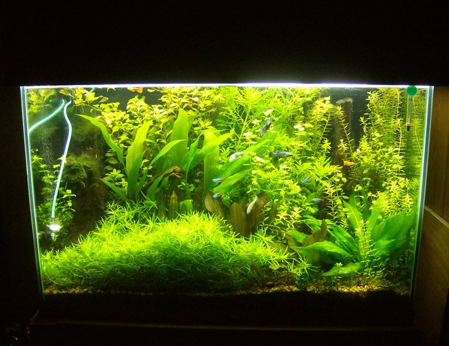70 gallons planted tank (mostly live plants and fish) - 9/13 last pic before new setup added injected co2 70 gallons planted tank (mostly live plants and fish) - 9/13 last pic before new setup added injected co2
