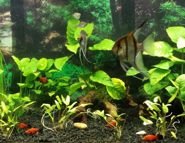 70 gallons planted tank (mostly live plants and fish) - lightly planted. No Co2, no fertiliser, just pea gravel substrate. V. low maintenance 70 gallons planted tank (mostly live plants and fish) - lightly planted. No Co2, no fertiliser, just pea gravel substrate. V. low maintenance