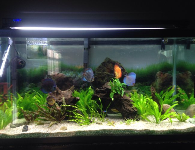 93 gallons planted tank (mostly live plants and fish) - Freshwater tank with live plants 93 gallons planted tank (mostly live plants and fish) - Freshwater tank with live plants