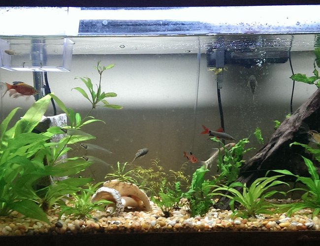 35 gallons planted tank (mostly live plants and fish) - Still a beginner but the tank currently contains amazon swords, java fern, and some water sprites. Also the water level isn't usually that low but it just happened to be when I took this photo. 35 gallons planted tank (mostly live plants and fish) - Still a beginner but the tank currently contains amazon swords, java fern, and some water sprites. Also the water level isn't usually that low but it just happened to be when I took this photo.