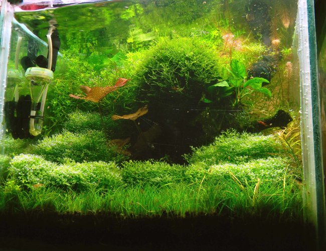 20 gallons planted tank (mostly live plants and fish) - 1ft (L) 1.5 ft(W) 1.5ft (H)
Substrate : ADA
Light : 2 Pl (28W) 2 CFL (32W)
Pressurized Co2.
Dozing : Macro : (DIY) 2wice in a week 20 ml. Micro : seachem flourish 2wice in month (1 ml)
Filter : External canister. 20 gallons planted tank (mostly live plants and fish) - 1ft (L) 1.5 ft(W) 1.5ft (H)
Substrate : ADA
Light : 2 Pl (28W) 2 CFL (32W)
Pressurized Co2.
Dozing : Macro : (DIY) 2wice in a week 20 ml. Micro : seachem flourish 2wice in month (1 ml)
Filter : External canister.