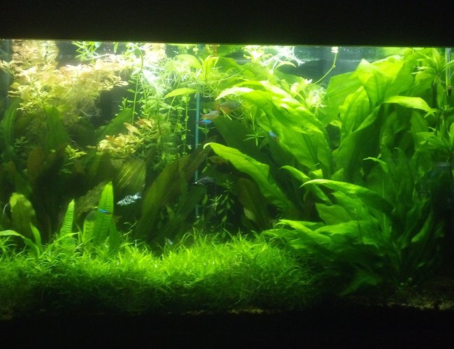 70 gallons planted tank (mostly live plants and fish) - SWORD JUNGLE 70 gallons planted tank (mostly live plants and fish) - SWORD JUNGLE