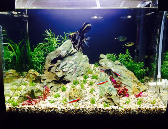 10 gallons planted tank (mostly live plants and fish) - Newly planted tank fingers crossed 10 gallons planted tank (mostly live plants and fish) - Newly planted tank fingers crossed