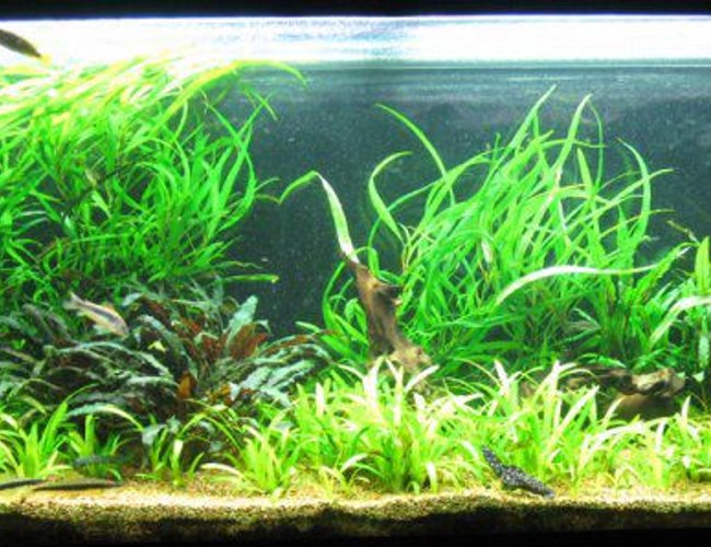 86 gallons planted tank (mostly live plants and fish) 86 gallons planted tank (mostly live plants and fish)