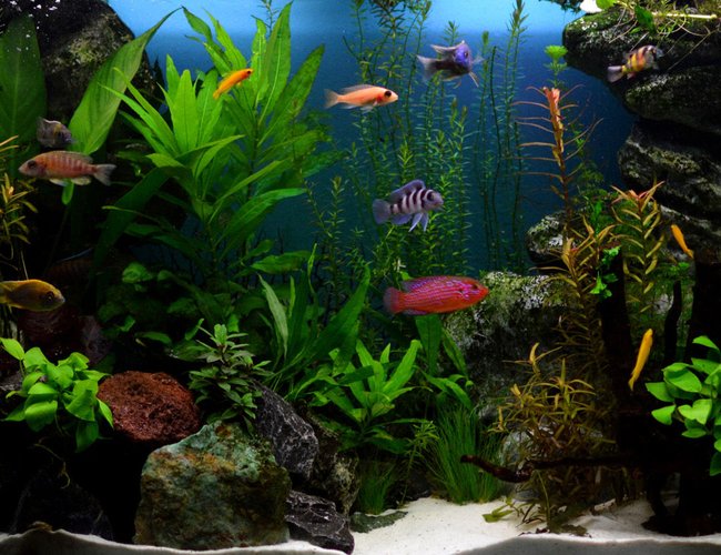 70 gallons planted tank (mostly live plants and fish) - Planted african cichlids tank
Concept: healthy plants with the most colorful fish with character to rival marine aquariums 70 gallons planted tank (mostly live plants and fish) - Planted african cichlids tank
Concept: healthy plants with the most colorful fish with character to rival marine aquariums