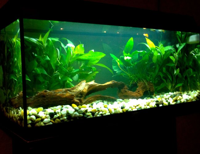 21 gallons planted tank (mostly live plants and fish) - My first ever setup 21 gallons planted tank (mostly live plants and fish) - My first ever setup