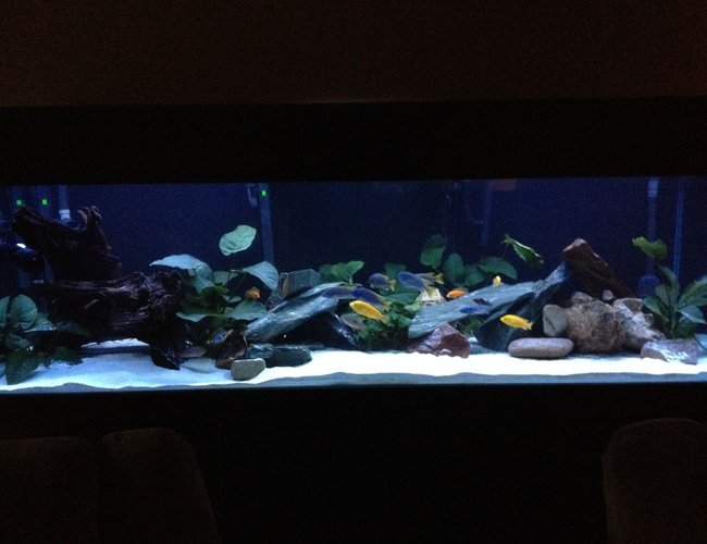 220 gallons planted tank (mostly live plants and fish) - planted cichlid tank 220 gallons planted tank (mostly live plants and fish) - planted cichlid tank