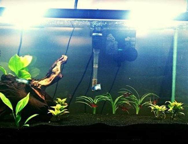 100 gallons planted tank (mostly live plants and fish) - 30 gallon. Angelfish,Serpae tetras, electric blue acaras, Pearl Gouramis and aBushy Nose Pleco. 100 gallons planted tank (mostly live plants and fish) - 30 gallon. Angelfish,Serpae tetras, electric blue acaras, Pearl Gouramis and aBushy Nose Pleco.
