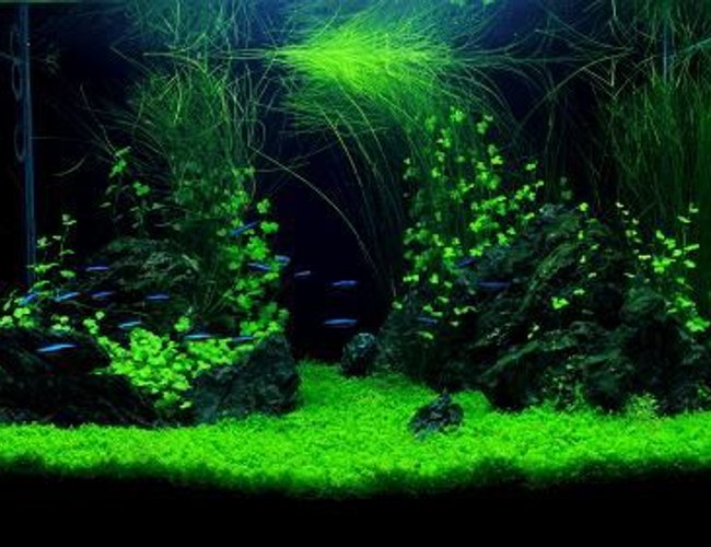24 gallons planted tank (mostly live plants and fish) - The Claws...... 24 gallons planted tank (mostly live plants and fish) - The Claws......