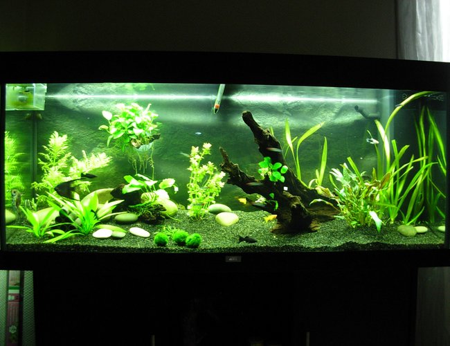 63 gallons planted tank (mostly live plants and fish) - 63 gallons plantes tank 63 gallons planted tank (mostly live plants and fish) - 63 gallons plantes tank