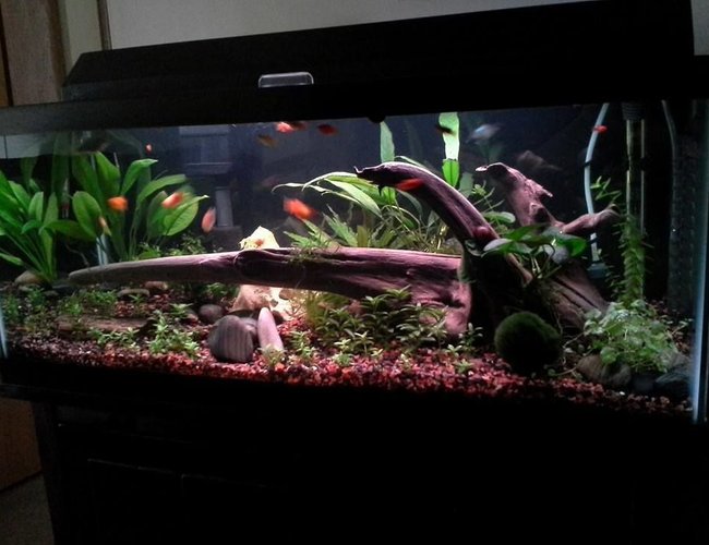 20 gallons planted tank (mostly live plants and fish) - A work in progress! 20 gallons planted tank (mostly live plants and fish) - A work in progress!