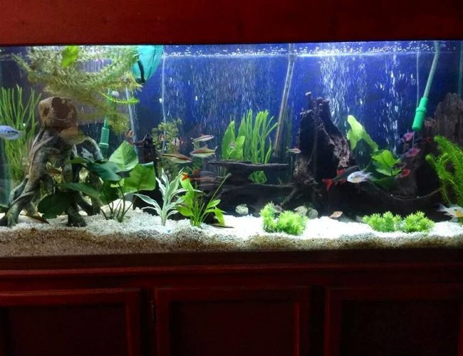 125 gallons planted tank (mostly live plants and fish) - the 125 gallon is now going planted. I have added a lot of driftwood and live plants 125 gallons planted tank (mostly live plants and fish) - the 125 gallon is now going planted. I have added a lot of driftwood and live plants