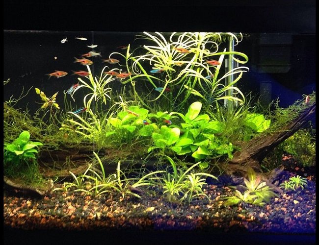 20 gallons planted tank (mostly live plants and fish) - 20 long with 11 espei rasboras, 9 neons, 5 emerald eye rasboras, 4 otto cats, and 7-10 cherry shrimp with plants. 20 gallons planted tank (mostly live plants and fish) - 20 long with 11 espei rasboras, 9 neons, 5 emerald eye rasboras, 4 otto cats, and 7-10 cherry shrimp with plants.