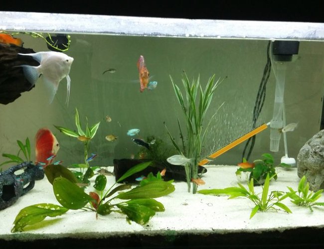 52 gallons planted tank (mostly live plants and fish) - Suggestion, comments are welcome. 52 gallons planted tank (mostly live plants and fish) - Suggestion, comments are welcome.