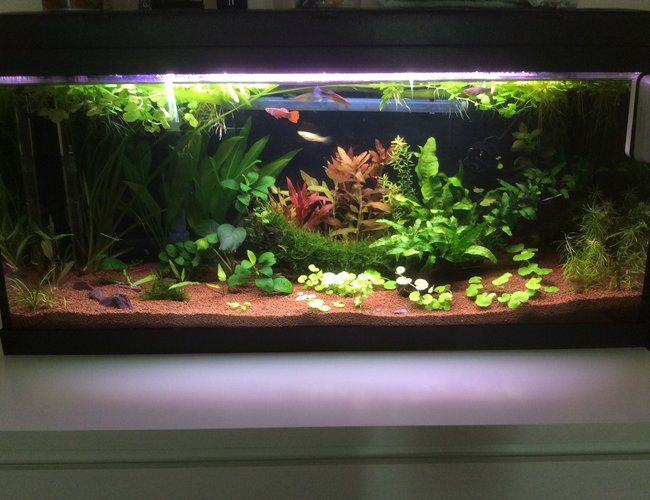 20 gallons planted tank (mostly live plants and fish) - My planted tank. 20 gallons planted tank (mostly live plants and fish) - My planted tank.