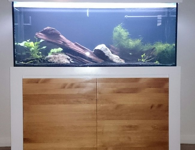 55 gallons planted tank (mostly live plants and fish) - Nothing overly flash, just a 55 gallon planted tank that will house a polleni cichlid. Homemade stand and hood with all natural plants and driftwood. Its still cycling at the moment so I'll post some more pics at a later date. 55 gallons planted tank (mostly live plants and fish) - Nothing overly flash, just a 55 gallon planted tank that will house a polleni cichlid. Homemade stand and hood with all natural plants and driftwood. Its still cycling at the moment so I'll post some more pics at a later date.