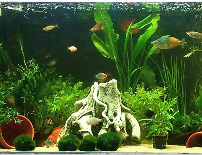 50 gallons planted tank (mostly live plants and fish) - My tank, live plants 50 gallons planted tank (mostly live plants and fish) - My tank, live plants