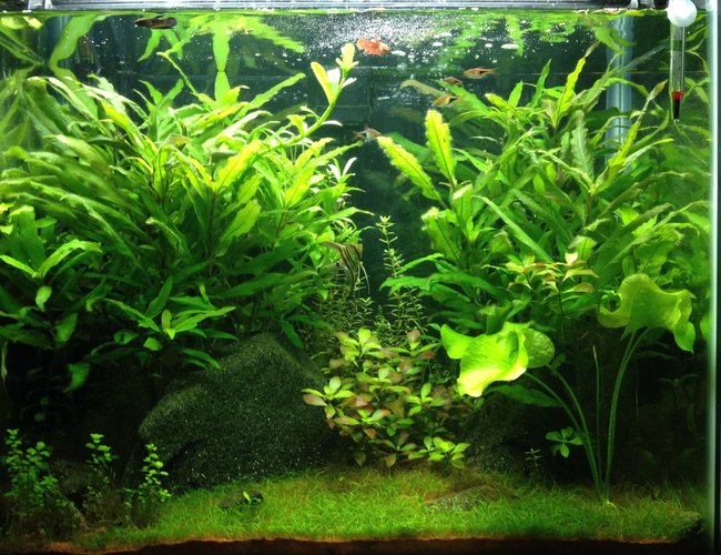 25 gallons planted tank (mostly live plants and fish) - This was my first set up in my 25 gallon from the beginning of 2014. I experimented with a type of red sand that can be found locally. Everything grew exceptionally well, however the sand was so nutrient rich that running a UV sterilizer with it was necessary. 25 gallons planted tank (mostly live plants and fish) - This was my first set up in my 25 gallon from the beginning of 2014. I experimented with a type of red sand that can be found locally. Everything grew exceptionally well, however the sand was so nutrient rich that running a UV sterilizer with it was necessary.