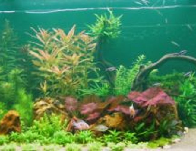 190 gallons planted tank (mostly live plants and fish) - My tank. 190 gallons planted tank (mostly live plants and fish) - My tank.