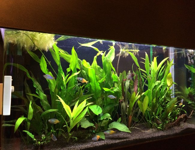 63 gallons planted tank (mostly live plants and fish) - tank 63 gallons planted tank (mostly live plants and fish) - tank