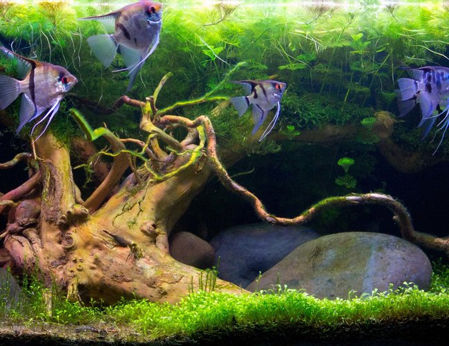 31 gallons planted tank (mostly live plants and fish) - Great Oak 31 gallons planted tank (mostly live plants and fish) - Great Oak