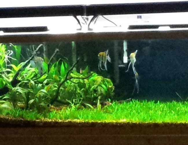 125 gallons planted tank (mostly live plants and fish) - Rivers Edge. 125 gallons planted tank (mostly live plants and fish) - Rivers Edge.