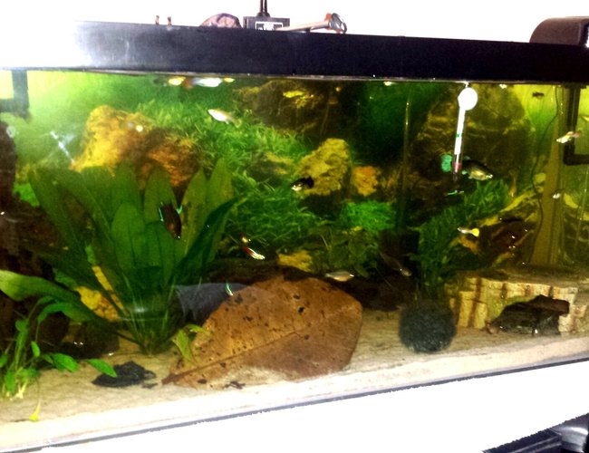 21 gallons planted tank (mostly live plants and fish) - 3ft all live plants 21 gallons planted tank (mostly live plants and fish) - 3ft all live plants