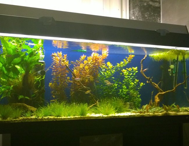 54 gallons planted tank (mostly live plants and fish) - Planted tank 54gallona/240ltr 54 gallons planted tank (mostly live plants and fish) - Planted tank 54gallona/240ltr