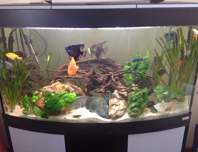44 gallons planted tank (mostly live plants and fish) - 44 gallons 44 gallons planted tank (mostly live plants and fish) - 44 gallons