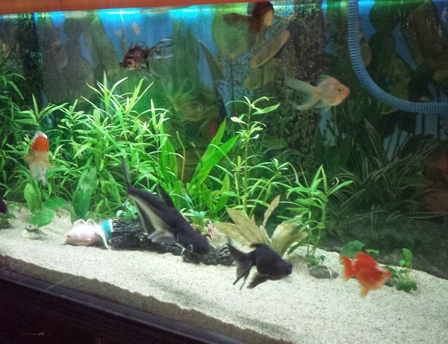 100 gallons planted tank (mostly live plants and fish) - Planted tanks with goldfish. 100 gallons planted tank (mostly live plants and fish) - Planted tanks with goldfish.