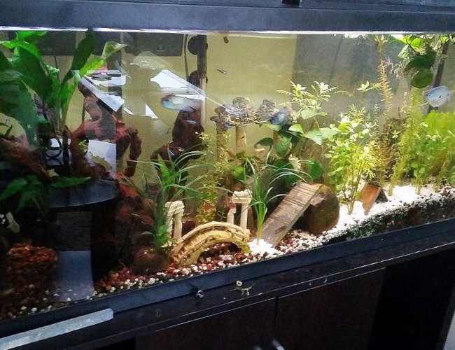 55 gallons planted tank (mostly live plants and fish) - my 55 gallon planted tank 55 gallons planted tank (mostly live plants and fish) - my 55 gallon planted tank