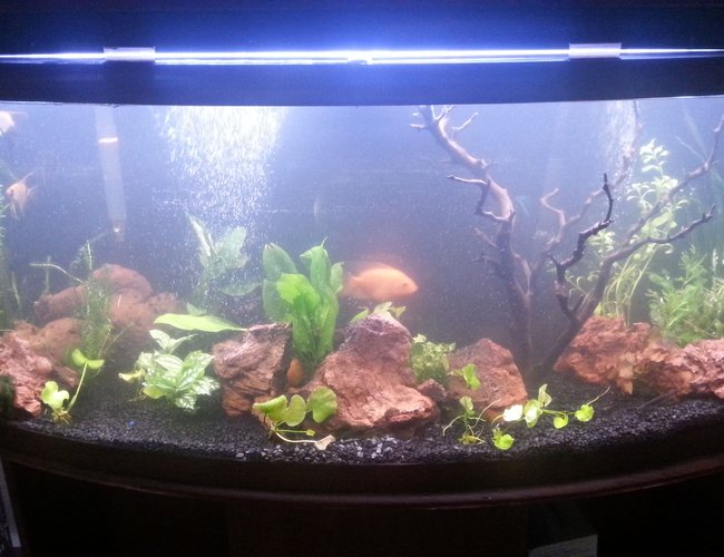 75 gallons planted tank (mostly live plants and fish) - 75 gallon bow 75 gallons planted tank (mostly live plants and fish) - 75 gallon bow