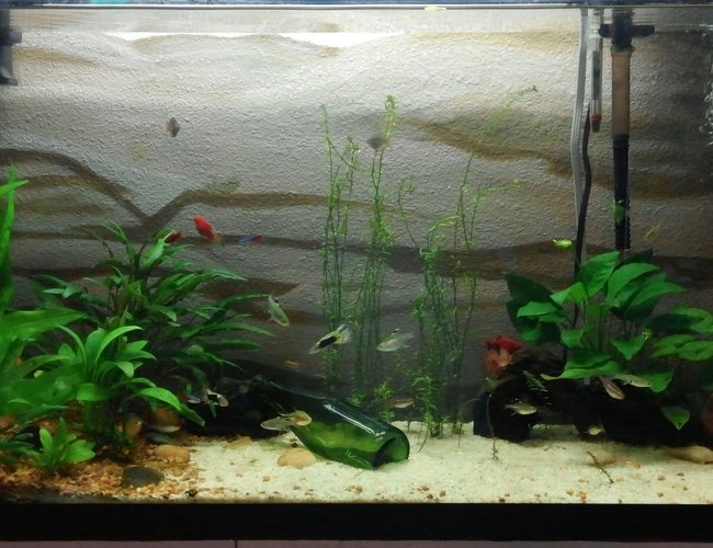 55 gallons planted tank (mostly live plants and fish) - personal aquarium 55 gallons planted tank (mostly live plants and fish) - personal aquarium