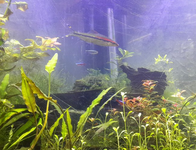 50 gallons planted tank (mostly live plants and fish) - mt planted 50 gallons planted tank (mostly live plants and fish) - mt planted