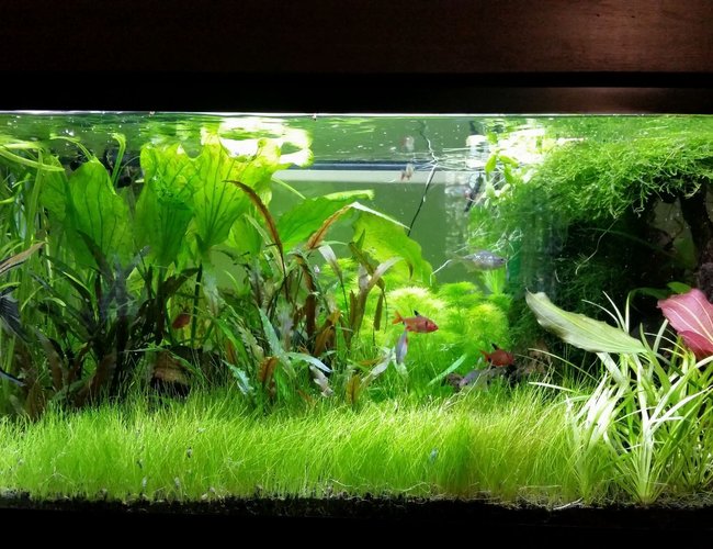 45 gallons planted tank (mostly live plants and fish) - My Planted Tank 45 gallons planted tank (mostly live plants and fish) - My Planted Tank