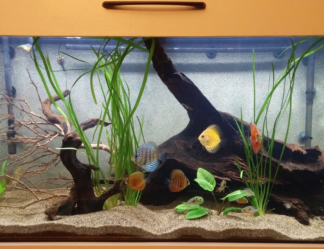 90 gallons planted tank (mostly live plants and fish) - This is my 90 Gallon South American tank. Tried to keep it as realistic as possible. I am using a really fine sand, along with 3 different species of driftwood. This is my first attempt at a planted tank.
I have 6 Assorted Discus, 5 Geophagus Red Head Tapajos, 5 Bolivian Rams, and 2 Bushy Nose Plecos. All very very young.
Anubias Nana, Amazon Sword, Vallesneria
Thank you for your ratings and your comments!! 90 gallons planted tank (mostly live plants and fish) - This is my 90 Gallon South American tank. Tried to keep it as realistic as possible. I am using a really fine sand, along with 3 different species of driftwood. This is my first attempt at a planted tank.
I have 6 Assorted Discus, 5 Geophagus Red Head Tapajos, 5 Bolivian Rams, and 2 Bushy Nose Plecos. All very very young.
Anubias Nana, Amazon Sword, Vallesneria
Thank you for your ratings and your comments!!