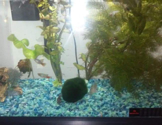 10 gallons planted tank (mostly live plants and fish) - Beginner tropical tank, cheap plants cheap fish 10 gallons planted tank (mostly live plants and fish) - Beginner tropical tank, cheap plants cheap fish