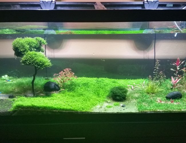 75 gallons planted tank (mostly live plants and fish) - Frontal view 75 gallons planted tank (mostly live plants and fish) - Frontal view