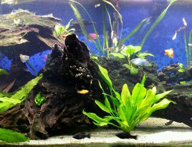 75 gallons planted tank (mostly live plants and fish) - 75 Gallon semi-low tech planted tank 75 gallons planted tank (mostly live plants and fish) - 75 Gallon semi-low tech planted tank