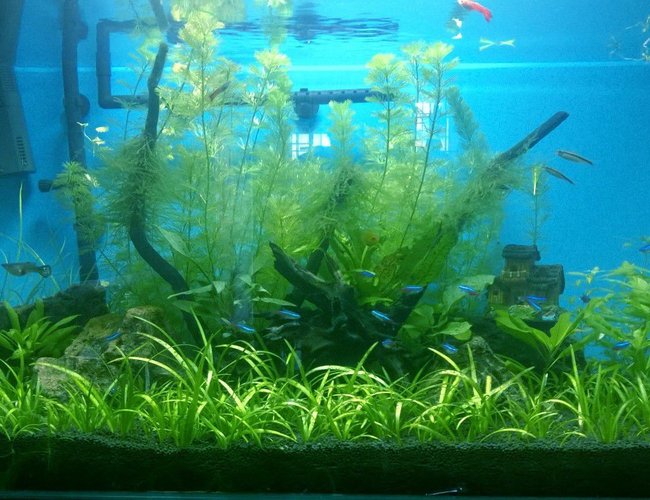 50 gallons planted tank (mostly live plants and fish) - My Tank/14th Dec 50 gallons planted tank (mostly live plants and fish) - My Tank/14th Dec