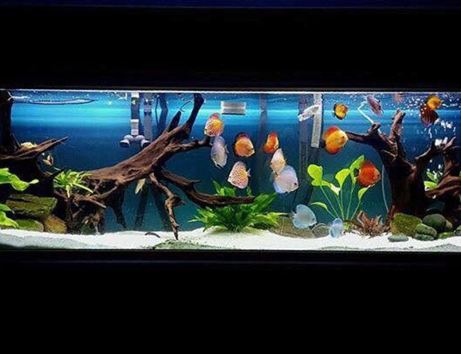 125 gallons planted tank (mostly live plants and fish) - My 220 gallon tank with a variety of different strains of discus as well as a juvenile motoro stingray. 125 gallons planted tank (mostly live plants and fish) - My 220 gallon tank with a variety of different strains of discus as well as a juvenile motoro stingray.