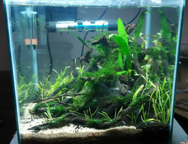 8 gallons planted tank (mostly live plants and fish) - Size: 1 x 1 x 1 ft
Substrate: Fluval Stratum and River Sand
Flora: Java Fern, Echinodorus Tennelus " Micro", Sp Honda, Java Moss
Fauna: Brilliant Rummy Nose , Galaxy Rasbora and Amano Shrimps
Lighting: 20 Watts Osram CFL
Filter: Sobo HOB Filter
Heater: Sobo 50 Watts
Thermometer: Unknown 8 gallons planted tank (mostly live plants and fish) - Size: 1 x 1 x 1 ft
Substrate: Fluval Stratum and River Sand
Flora: Java Fern, Echinodorus Tennelus " Micro", Sp Honda, Java Moss
Fauna: Brilliant Rummy Nose , Galaxy Rasbora and Amano Shrimps
Lighting: 20 Watts Osram CFL
Filter: Sobo HOB Filter
Heater: Sobo 50 Watts
Thermometer: Unknown