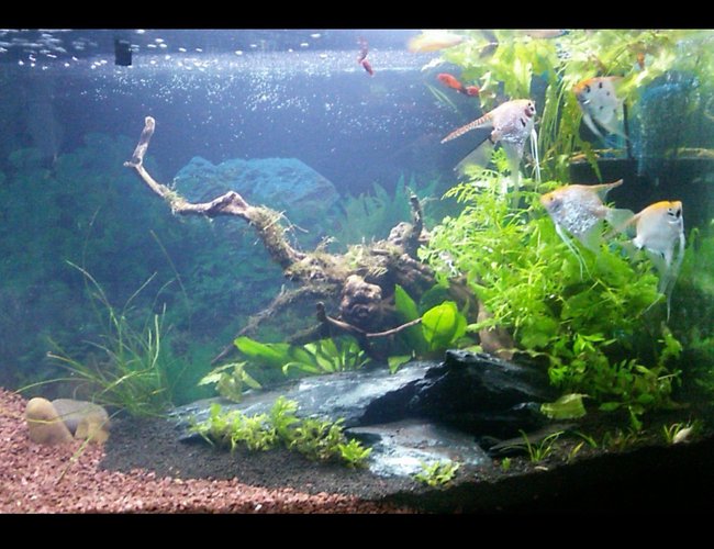 55 gallons planted tank (mostly live plants and fish) - Planted tank with no co2! 55 gallons planted tank (mostly live plants and fish) - Planted tank with no co2!