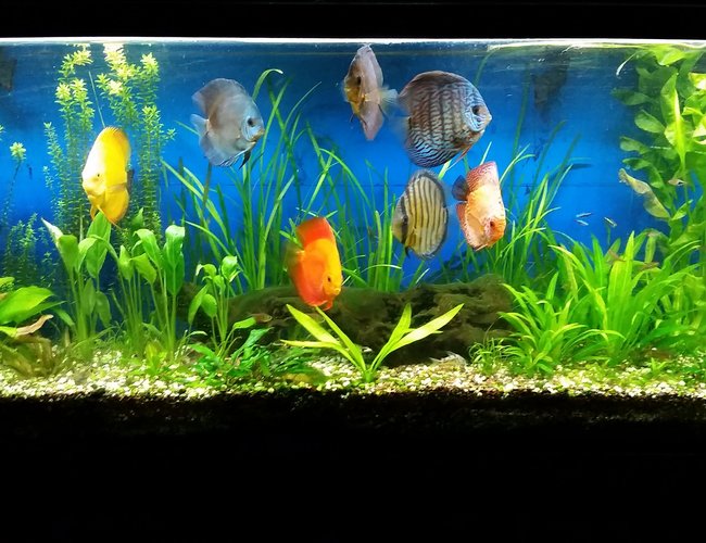60 gallons planted tank (mostly live plants and fish) - 7 colorful discus 60 gallons planted tank (mostly live plants and fish) - 7 colorful discus