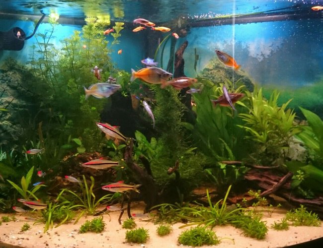 92 gallons planted tank (mostly live plants and fish) - Full photo of tank 92 gallons planted tank (mostly live plants and fish) - Full photo of tank