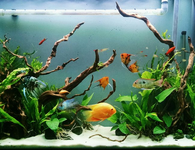 80 gallons planted tank (mostly live plants and fish) - 80 gallon SA community 80 gallons planted tank (mostly live plants and fish) - 80 gallon SA community